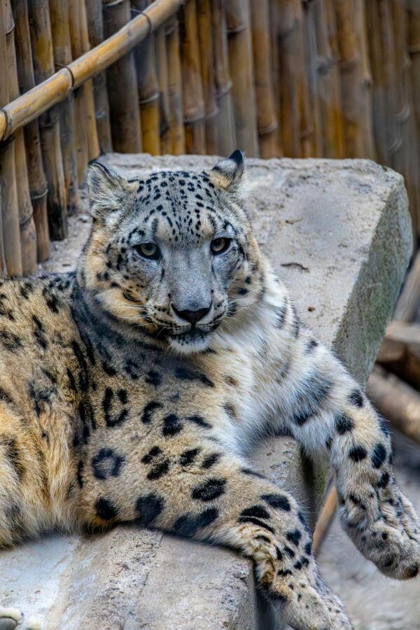 Darjeeling Leopard Image of Legendary Traveller Travel Agency